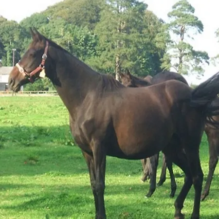 Cloncarlin House 5* Monasterevin