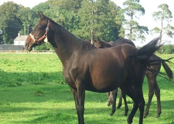 Cloncarlin House 5* Monasterevin